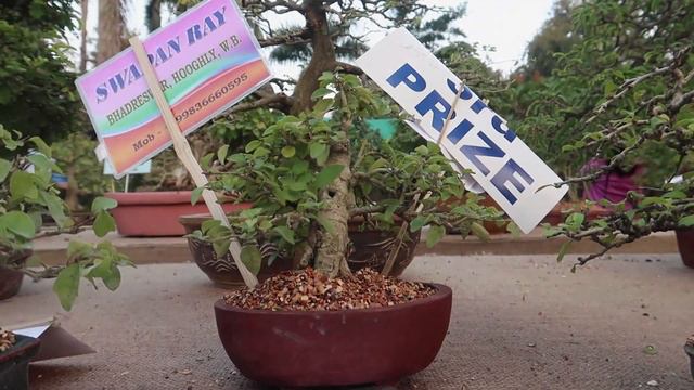 Bonsai Exhibition 2020 смотреть онлайн