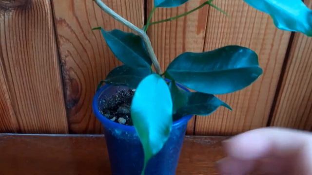 ФИКУСЫ_2 месяца спустя_Обзор растений смотреть онлайн