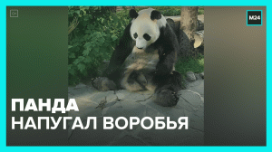Воробей пришёл на территорию панды — Москва 24