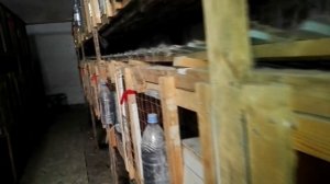 Ямное содержание кроликов.Мое мнение/яма для кроликов.какая порода?