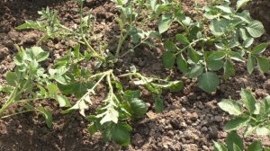 Окучиваю картофель веером - получаю до 2 ведер клубней с куста
