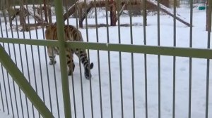 Разговорчивые тигры общаются с посетителями🐯🐾 ПАРК ЗЕМЛЯ ПРАЙДА 🌿