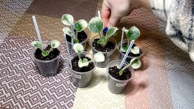 Спасаю деток фиалок###маленькие детки. смотреть онлайн