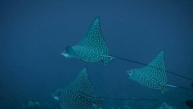 Liquid Motion Film: Centralized Storage to Streamline Collaboration - Synology смотреть онлайн