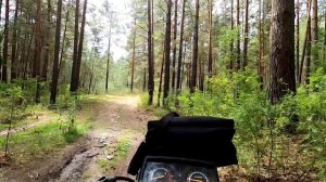 Прогулка по сосновому бору до речки Барнаулки