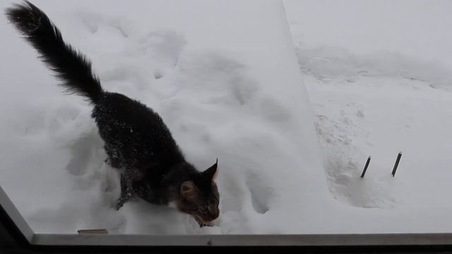 Кот на даче / кавер (cover) / Аккорды на гитаре смотреть онлайн