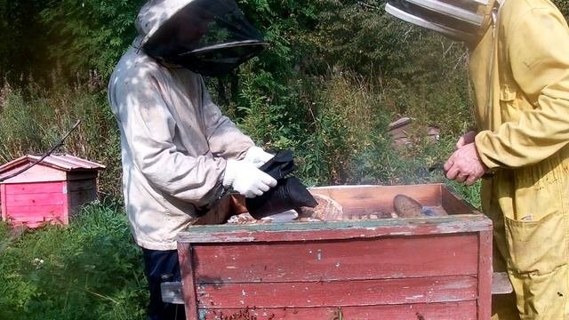 О пчелах, меде и продуктов пчеловодства.Не только для пчеловодов