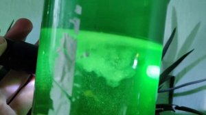 Как кормить рыбок живыми кормами. Малёк данио и петушки