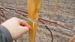 Как сделать недорогую шпалеру для малины?