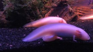 Москвариум ВДНХ видео обзор /Экскурсия в Московский океанариум /Аквариум в Москве на ВВЦ обитатели