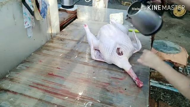 Ощип и потрошение индейки. Как мы это делаем. смотреть онлайн