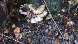 PLEUROTUS OSTREATUS