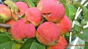 Яблоня обыкновенная Уралец (malus) ? яблоня Уралец обзор: как сажать саженцы яблони Уралец