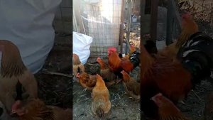 Кучинские Юбилейные петухи...