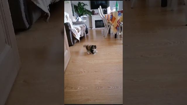 Охотница 😂