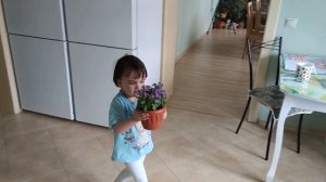 ЧУДО-ЭКЗАКУМ. Цветение. Высаживаю в кашпо.