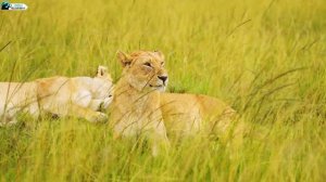 Animals Kingdom 4K - African Animals Collection | Relaxing Music That Heals Stress Gentle Music