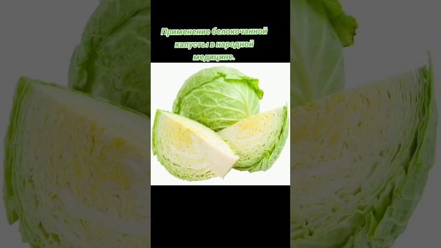 Польза и вред белокочанной капусты. Применение ее в народной медицине.