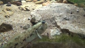 Бычок-кругляк. Уход и содержание в аквариуме.Neogobius melanostomus