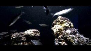 Palma Aquarium HD