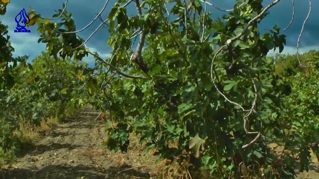 Ясные знамения - ИНЖИР И БАНАНЫ смотреть онлайн