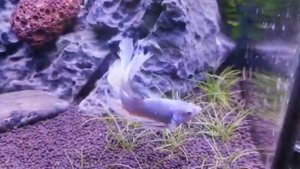 АКВАРИУМНЫЕ РЫБКИ ПЕТУШКИ