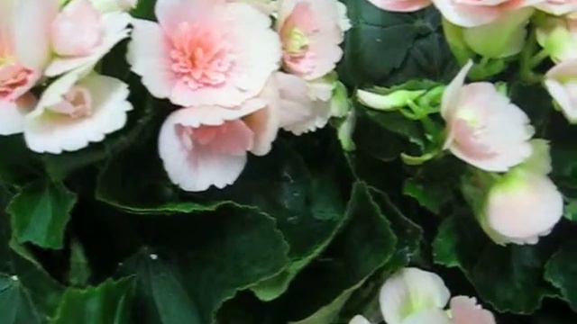 Pink flowers смотреть онлайн