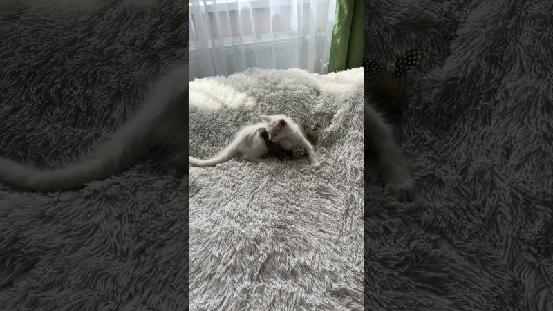 новая игрушка у Василисы #cat #котики #kitten #котята #cute #catlover #kitty