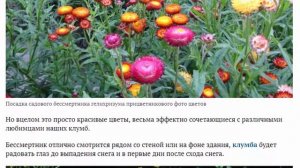 Бессмертник или гелихризум прицветниковый Выращивание и уход