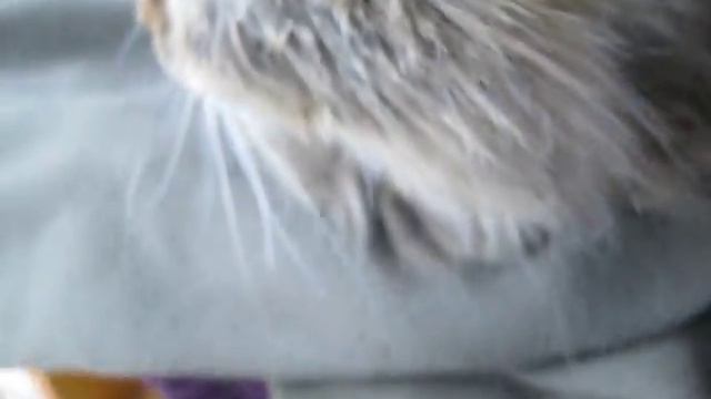 серый кот смотреть онлайн