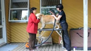 Golden retriever grooming/Груминг золотистого ретривера
