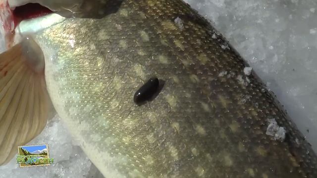 Ух Ты 2015!!! Пиявка на щуке, очень гуманный ведущий отпускает и щуку и пиявку! смотреть онлайн