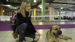 Южноафриканский бурбуль на ilikepet. Особенности породы, уход