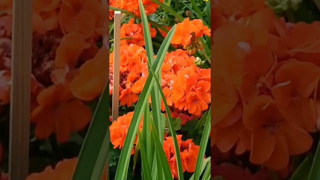Discover the Beauty of Clivia Miniata: Vibrant Orange Flowers #beautiful #floweringplants