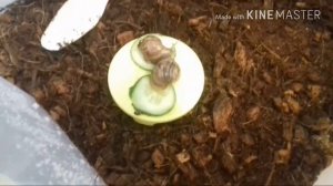 Улитка умерла...