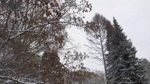 Клен Гиннала в ноябре. Небольшой обзор.