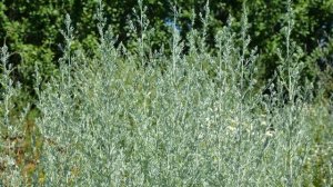 Секретные свойства горькой полыни: Китайцы рассказывают #полыньгорькая #здоровье #зож