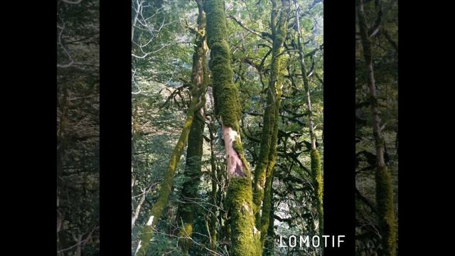 Самшитовая роща или одна в лесу) смотреть онлайн