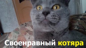 2759 Кот британской породы урчит кусает британская короткошерстная кошка 5 лет кастрированный котик