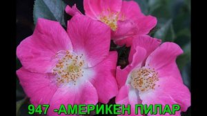 Мускусные розы. РОЗЫ ОТ ТАТЬЯНЫ.