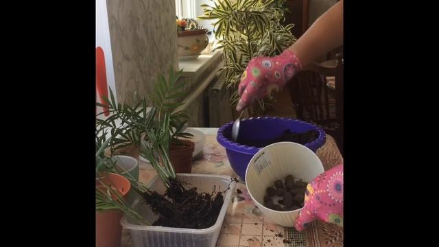 ХАМЕДОРЕЯ. ПОСАДКА И РАЗМНОЖЕНИЕ ДЕЛЕНИЕМ КУСТА