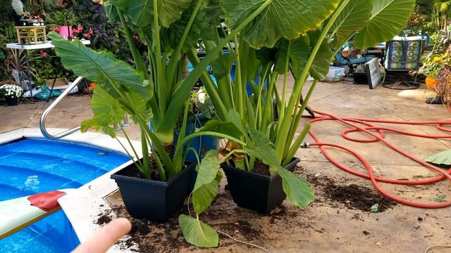 Digging & Potting Giant Elephant Ears! Zygopetalum Orchid Update! Weekly Vlog