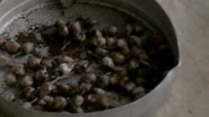 Табаководство