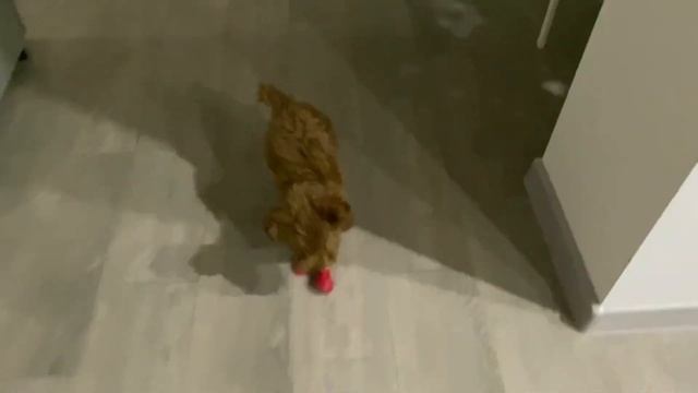 Пушистый той пудель в ботинках/ Fluffy toy poodle in boots