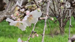 Туда, где зацветает миндаль...