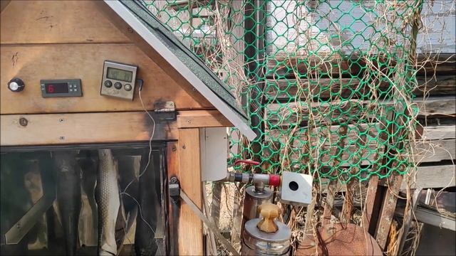 Кефаль горячего копчения.Коптильня для дачи. смотреть онлайн