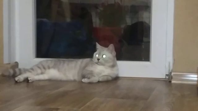 Кот майя с горящими глазами/One day in the life of a cat with burning eyes 👀