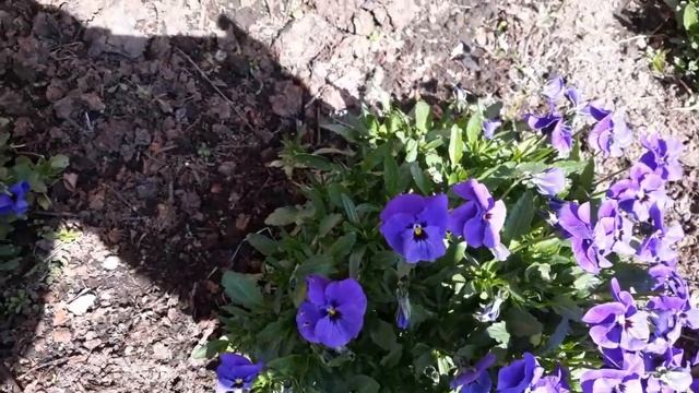 Цветёт Фиалка Обыкновенная!Красота необыкновенная!Violet Ordinary Blooms! Extraordinary Beauty! смотреть онлайн