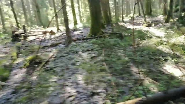 В дремучем лесу?нашествие грибов?Чёрный груздь, лисички, белые и даже чага?Вот это охота? смотреть онлайн