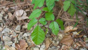 Poison Ivy (Toxicodendron radicans) - Plant Identification